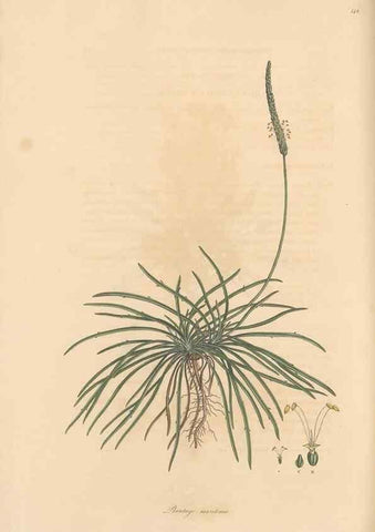Reproducción/Reproduction 49557110562: Flora Graeca, sive, Plantarum rariorum historia, quas in provinciis aut insulis Graeciae /. Londini :Typis Richardi Taylor et socii, in Vico Shoe-Lane :MDCCCVI-MDCCCXL [1806-1840].. 