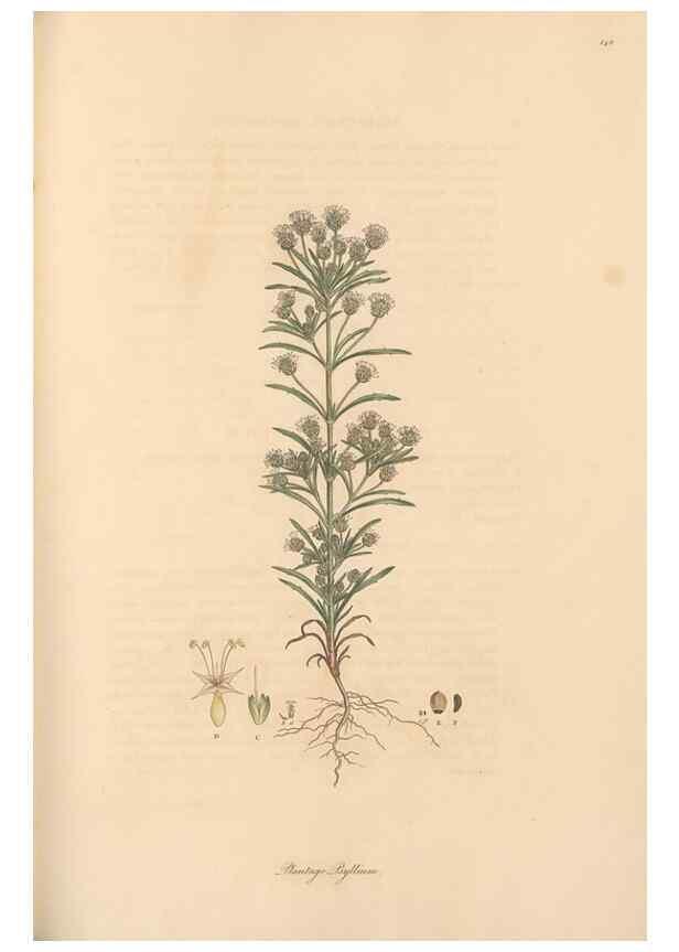 Reproducción/Reproduction 49556875336: Flora Graeca, sive, Plantarum rariorum historia, quas in provinciis aut insulis Graeciae /. Londini :Typis Richardi Taylor et socii, in Vico Shoe-Lane :MDCCCVI-MDCCCXL [1806-1840].. 
