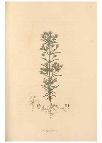 Reproducción/Reproduction 49556875336: Flora Graeca, sive, Plantarum rariorum historia, quas in provinciis aut insulis Graeciae /. Londini :Typis Richardi Taylor et socii, in Vico Shoe-Lane :MDCCCVI-MDCCCXL [1806-1840].. 