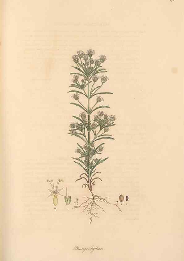 Reproducción/Reproduction 49556875336: Flora Graeca, sive, Plantarum rariorum historia, quas in provinciis aut insulis Graeciae /. Londini :Typis Richardi Taylor et socii, in Vico Shoe-Lane :MDCCCVI-MDCCCXL [1806-1840].. 