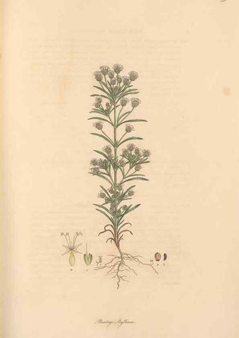 Reproducción/Reproduction 49556875336: Flora Graeca, sive, Plantarum rariorum historia, quas in provinciis aut insulis Graeciae /. Londini :Typis Richardi Taylor et socii, in Vico Shoe-Lane :MDCCCVI-MDCCCXL [1806-1840].. 
