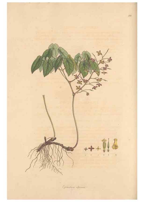 Reproducción/Reproduction 49557111362: Flora Graeca, sive, Plantarum rariorum historia, quas in provinciis aut insulis Graeciae /. Londini :Typis Richardi Taylor et socii, in Vico Shoe-Lane :MDCCCVI-MDCCCXL [1806-1840].. 