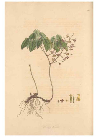 Reproducción/Reproduction 49557111362: Flora Graeca, sive, Plantarum rariorum historia, quas in provinciis aut insulis Graeciae /. Londini :Typis Richardi Taylor et socii, in Vico Shoe-Lane :MDCCCVI-MDCCCXL [1806-1840].. 