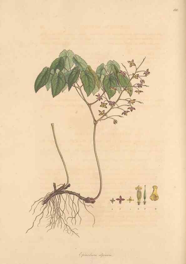 Reproducción/Reproduction 49557111362: Flora Graeca, sive, Plantarum rariorum historia, quas in provinciis aut insulis Graeciae /. Londini :Typis Richardi Taylor et socii, in Vico Shoe-Lane :MDCCCVI-MDCCCXL [1806-1840].. 