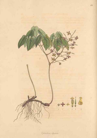 Reproducción/Reproduction 49557111362: Flora Graeca, sive, Plantarum rariorum historia, quas in provinciis aut insulis Graeciae /. Londini :Typis Richardi Taylor et socii, in Vico Shoe-Lane :MDCCCVI-MDCCCXL [1806-1840].. 