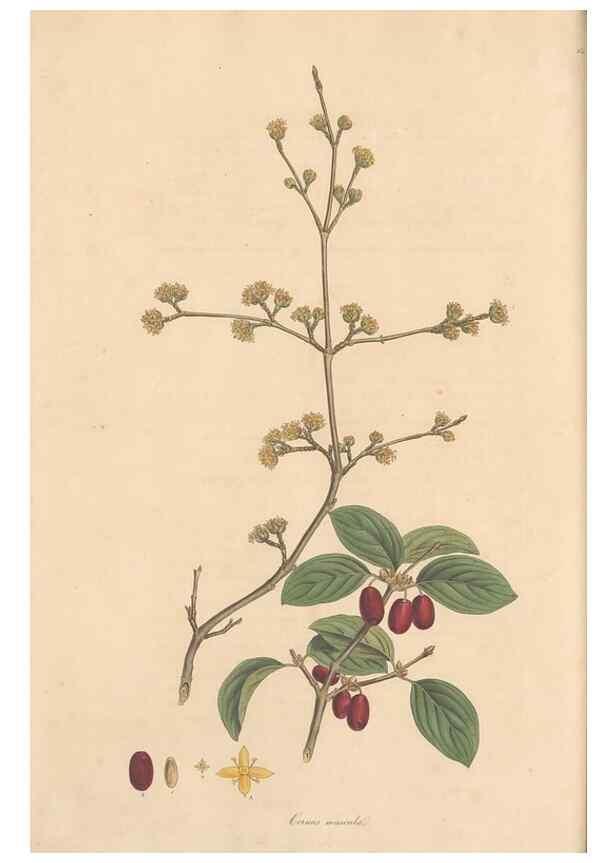 Reproducción/Reproduction 49556876056: Flora Graeca, sive, Plantarum rariorum historia, quas in provinciis aut insulis Graeciae /. Londini :Typis Richardi Taylor et socii, in Vico Shoe-Lane :MDCCCVI-MDCCCXL [1806-1840].. 