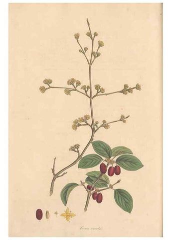 Reproducción/Reproduction 49556876056: Flora Graeca, sive, Plantarum rariorum historia, quas in provinciis aut insulis Graeciae /. Londini :Typis Richardi Taylor et socii, in Vico Shoe-Lane :MDCCCVI-MDCCCXL [1806-1840].. 