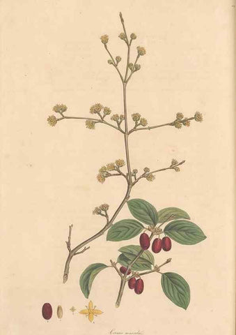 Reproducción/Reproduction 49556876056: Flora Graeca, sive, Plantarum rariorum historia, quas in provinciis aut insulis Graeciae /. Londini :Typis Richardi Taylor et socii, in Vico Shoe-Lane :MDCCCVI-MDCCCXL [1806-1840].. 