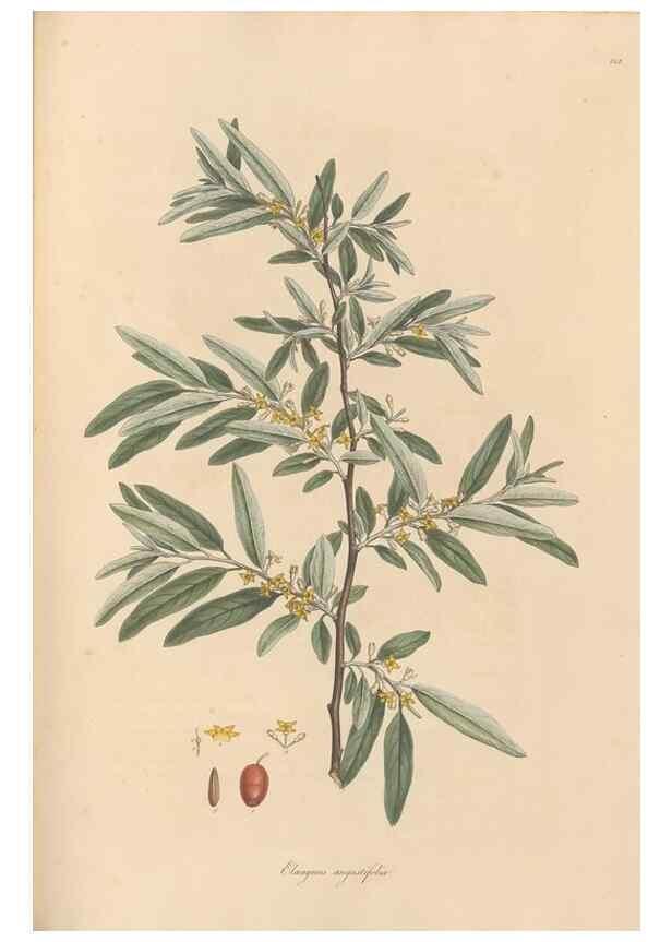Reproducción/Reproduction 49556378338: Flora Graeca, sive, Plantarum rariorum historia, quas in provinciis aut insulis Graeciae /. Londini :Typis Richardi Taylor et socii, in Vico Shoe-Lane :MDCCCVI-MDCCCXL [1806-1840].. 