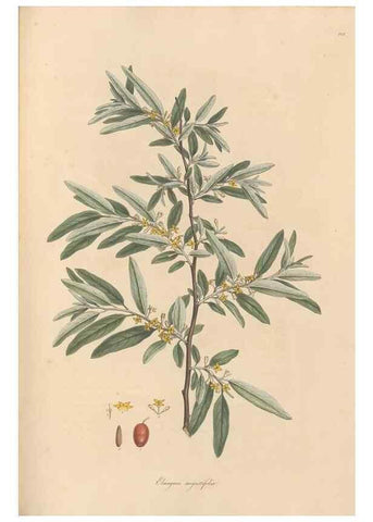 Reproducción/Reproduction 49556378338: Flora Graeca, sive, Plantarum rariorum historia, quas in provinciis aut insulis Graeciae /. Londini :Typis Richardi Taylor et socii, in Vico Shoe-Lane :MDCCCVI-MDCCCXL [1806-1840].. 