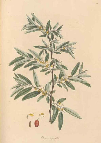 Reproducción/Reproduction 49556378338: Flora Graeca, sive, Plantarum rariorum historia, quas in provinciis aut insulis Graeciae /. Londini :Typis Richardi Taylor et socii, in Vico Shoe-Lane :MDCCCVI-MDCCCXL [1806-1840].. 