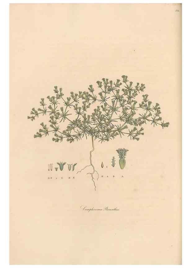 Reproducción/Reproduction 49556378713: Flora Graeca, sive, Plantarum rariorum historia, quas in provinciis aut insulis Graeciae /. Londini :Typis Richardi Taylor et socii, in Vico Shoe-Lane :MDCCCVI-MDCCCXL [1806-1840].. 