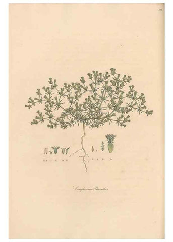 Reproducción/Reproduction 49556378713: Flora Graeca, sive, Plantarum rariorum historia, quas in provinciis aut insulis Graeciae /. Londini :Typis Richardi Taylor et socii, in Vico Shoe-Lane :MDCCCVI-MDCCCXL [1806-1840].. 
