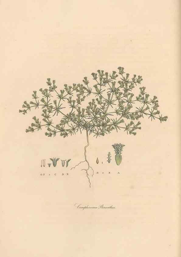 Reproducción/Reproduction 49556378713: Flora Graeca, sive, Plantarum rariorum historia, quas in provinciis aut insulis Graeciae /. Londini :Typis Richardi Taylor et socii, in Vico Shoe-Lane :MDCCCVI-MDCCCXL [1806-1840].. 