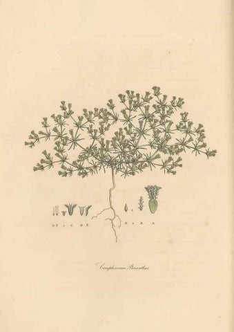 Reproducción/Reproduction 49556378713: Flora Graeca, sive, Plantarum rariorum historia, quas in provinciis aut insulis Graeciae /. Londini :Typis Richardi Taylor et socii, in Vico Shoe-Lane :MDCCCVI-MDCCCXL [1806-1840].. 