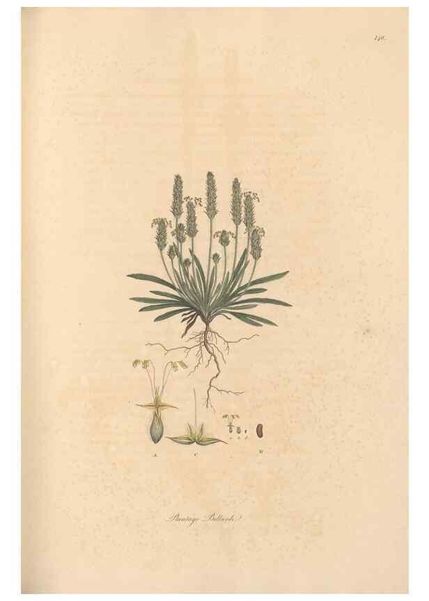 Reproducción/Reproduction 49557109732: Flora Graeca, sive, Plantarum rariorum historia, quas in provinciis aut insulis Graeciae /. Londini :Typis Richardi Taylor et socii, in Vico Shoe-Lane :MDCCCVI-MDCCCXL [1806-1840].. 