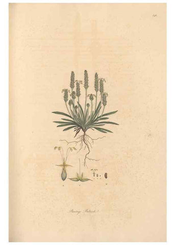 Reproducción/Reproduction 49557109732: Flora Graeca, sive, Plantarum rariorum historia, quas in provinciis aut insulis Graeciae /. Londini :Typis Richardi Taylor et socii, in Vico Shoe-Lane :MDCCCVI-MDCCCXL [1806-1840].. 