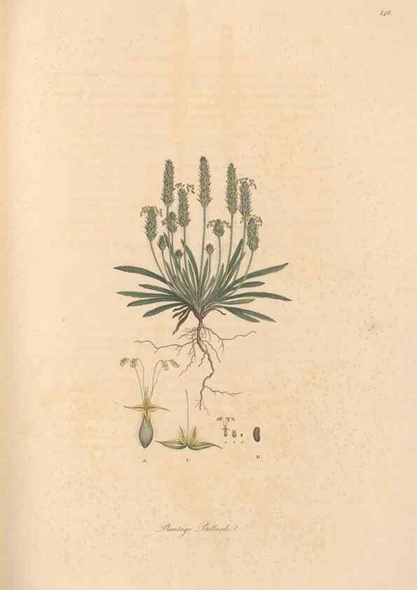 Reproducción/Reproduction 49557109732: Flora Graeca, sive, Plantarum rariorum historia, quas in provinciis aut insulis Graeciae /. Londini :Typis Richardi Taylor et socii, in Vico Shoe-Lane :MDCCCVI-MDCCCXL [1806-1840].. 