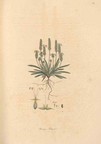 Reproducción/Reproduction 49557109732: Flora Graeca, sive, Plantarum rariorum historia, quas in provinciis aut insulis Graeciae /. Londini :Typis Richardi Taylor et socii, in Vico Shoe-Lane :MDCCCVI-MDCCCXL [1806-1840].. 