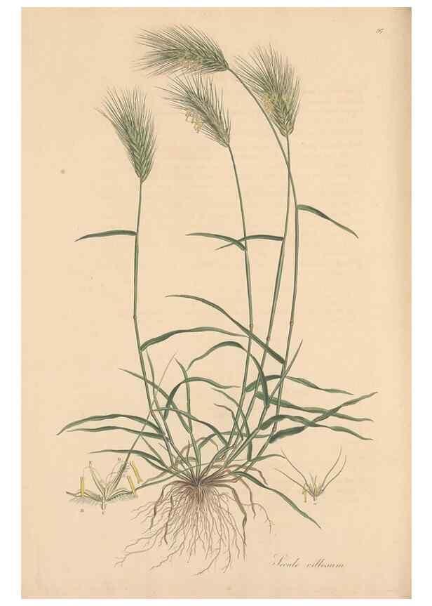 Reproducción/Reproduction 49557039052: Flora Graeca, sive, Plantarum rariorum historia, quas in provinciis aut insulis Graeciae /. Londini :Typis Richardi Taylor et socii, in Vico Shoe-Lane :MDCCCVI-MDCCCXL [1806-1840].. 