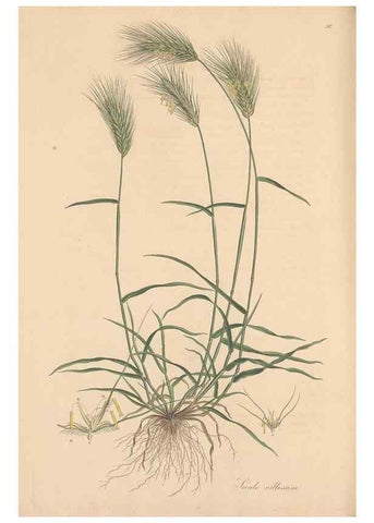 Reproducción/Reproduction 49557039052: Flora Graeca, sive, Plantarum rariorum historia, quas in provinciis aut insulis Graeciae /. Londini :Typis Richardi Taylor et socii, in Vico Shoe-Lane :MDCCCVI-MDCCCXL [1806-1840].. 