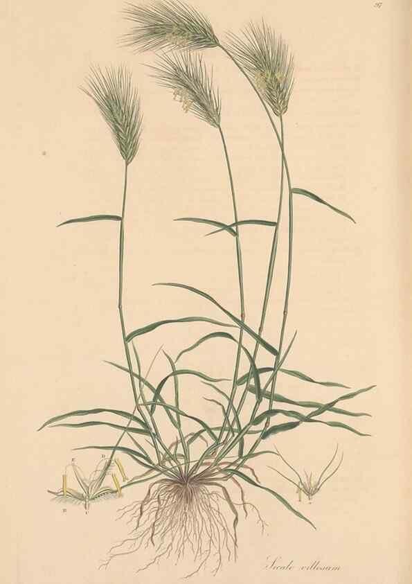 Reproducción/Reproduction 49557039052: Flora Graeca, sive, Plantarum rariorum historia, quas in provinciis aut insulis Graeciae /. Londini :Typis Richardi Taylor et socii, in Vico Shoe-Lane :MDCCCVI-MDCCCXL [1806-1840].. 