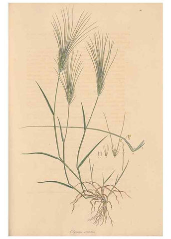 Reproducción/Reproduction 49557038702: Flora Graeca, sive, Plantarum rariorum historia, quas in provinciis aut insulis Graeciae /. Londini :Typis Richardi Taylor et socii, in Vico Shoe-Lane :MDCCCVI-MDCCCXL [1806-1840].. 