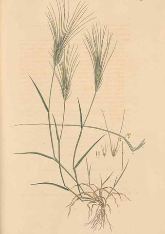 Reproducción/Reproduction 49557038702: Flora Graeca, sive, Plantarum rariorum historia, quas in provinciis aut insulis Graeciae /. Londini :Typis Richardi Taylor et socii, in Vico Shoe-Lane :MDCCCVI-MDCCCXL [1806-1840].. 