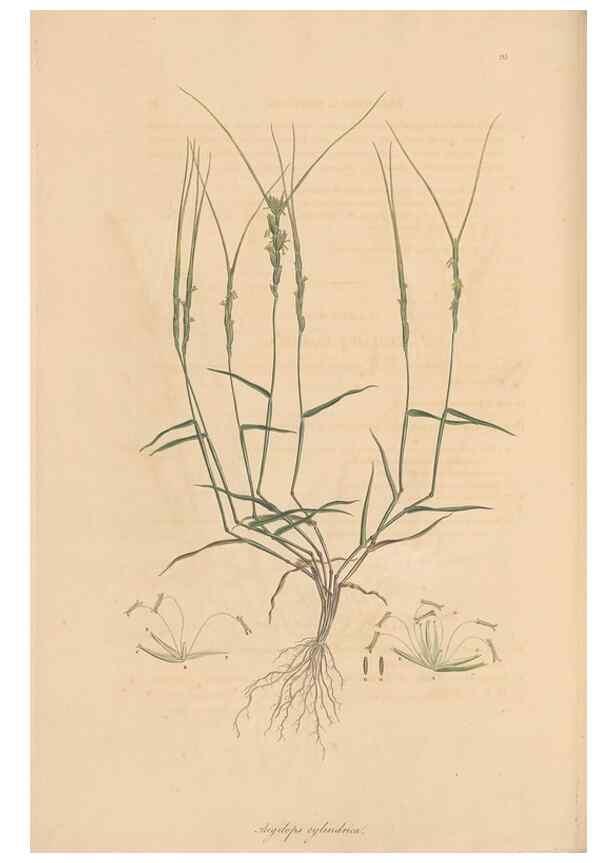 Reproducción/Reproduction 49556801066: Flora Graeca, sive, Plantarum rariorum historia, quas in provinciis aut insulis Graeciae /. Londini :Typis Richardi Taylor et socii, in Vico Shoe-Lane :MDCCCVI-MDCCCXL [1806-1840].. 