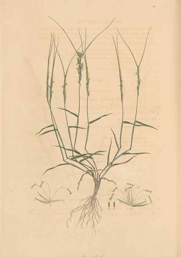 Reproducción/Reproduction 49556801066: Flora Graeca, sive, Plantarum rariorum historia, quas in provinciis aut insulis Graeciae /. Londini :Typis Richardi Taylor et socii, in Vico Shoe-Lane :MDCCCVI-MDCCCXL [1806-1840].. 