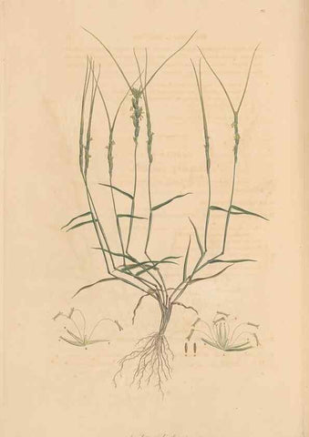 Reproducción/Reproduction 49556801066: Flora Graeca, sive, Plantarum rariorum historia, quas in provinciis aut insulis Graeciae /. Londini :Typis Richardi Taylor et socii, in Vico Shoe-Lane :MDCCCVI-MDCCCXL [1806-1840].. 