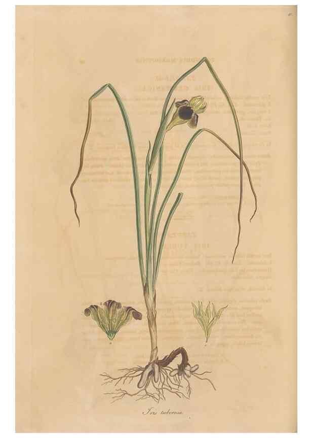 Reproducción/Reproduction 49556278158: Flora Graeca, sive, Plantarum rariorum historia, quas in provinciis aut insulis Graeciae /. Londini :Typis Richardi Taylor et socii, in Vico Shoe-Lane :MDCCCVI-MDCCCXL [1806-1840].. 