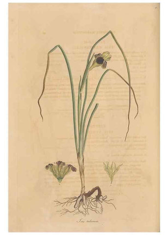 Reproducción/Reproduction 49556278158: Flora Graeca, sive, Plantarum rariorum historia, quas in provinciis aut insulis Graeciae /. Londini :Typis Richardi Taylor et socii, in Vico Shoe-Lane :MDCCCVI-MDCCCXL [1806-1840].. 
