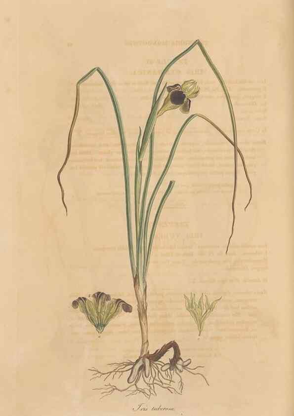 Reproducción/Reproduction 49556278158: Flora Graeca, sive, Plantarum rariorum historia, quas in provinciis aut insulis Graeciae /. Londini :Typis Richardi Taylor et socii, in Vico Shoe-Lane :MDCCCVI-MDCCCXL [1806-1840].. 