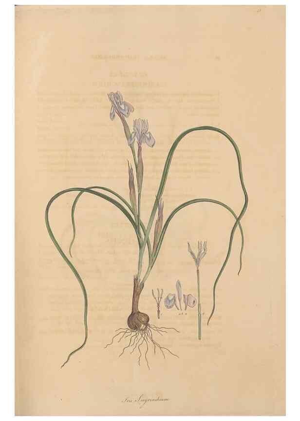 Reproducción/Reproduction 49557011987: Flora Graeca, sive, Plantarum rariorum historia, quas in provinciis aut insulis Graeciae /. Londini :Typis Richardi Taylor et socii, in Vico Shoe-Lane :MDCCCVI-MDCCCXL [1806-1840].. 