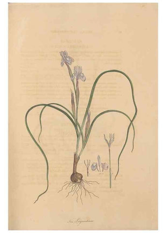 Reproducción/Reproduction 49557011987: Flora Graeca, sive, Plantarum rariorum historia, quas in provinciis aut insulis Graeciae /. Londini :Typis Richardi Taylor et socii, in Vico Shoe-Lane :MDCCCVI-MDCCCXL [1806-1840].. 