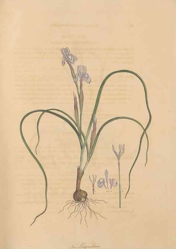 Reproducción/Reproduction 49557011987: Flora Graeca, sive, Plantarum rariorum historia, quas in provinciis aut insulis Graeciae /. Londini :Typis Richardi Taylor et socii, in Vico Shoe-Lane :MDCCCVI-MDCCCXL [1806-1840].. 