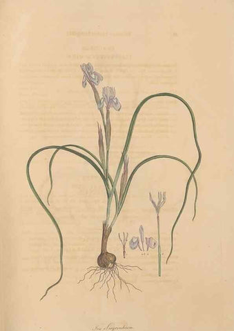 Reproducción/Reproduction 49557011987: Flora Graeca, sive, Plantarum rariorum historia, quas in provinciis aut insulis Graeciae /. Londini :Typis Richardi Taylor et socii, in Vico Shoe-Lane :MDCCCVI-MDCCCXL [1806-1840].. 