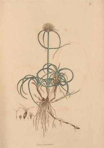 Reproducción/Reproduction 49556775011: Flora Graeca, sive, Plantarum rariorum historia, quas in provinciis aut insulis Graeciae /. Londini :Typis Richardi Taylor et socii, in Vico Shoe-Lane :MDCCCVI-MDCCCXL [1806-1840].. 