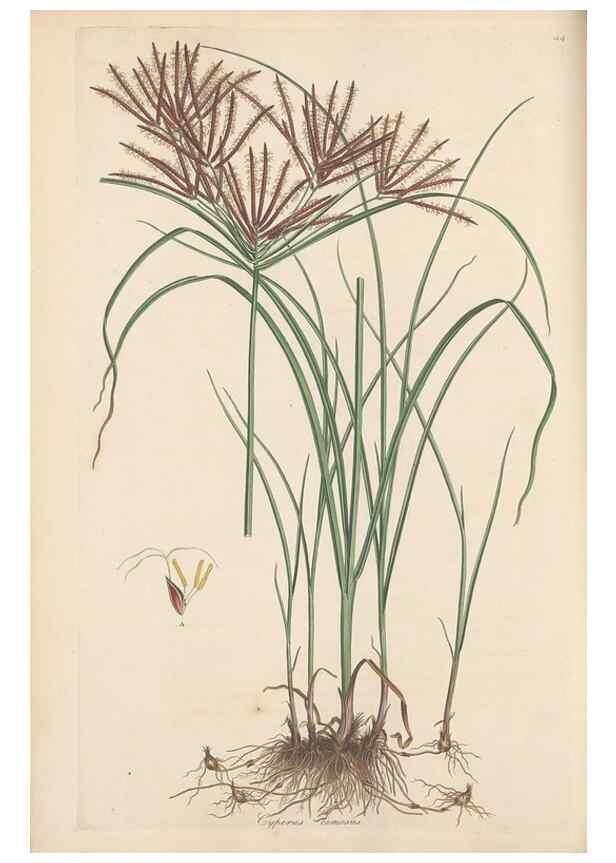 Reproducción/Reproduction 49556775281: Flora Graeca, sive, Plantarum rariorum historia, quas in provinciis aut insulis Graeciae /. Londini :Typis Richardi Taylor et socii, in Vico Shoe-Lane :MDCCCVI-MDCCCXL [1806-1840].. 