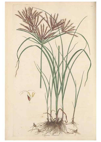 Reproducción/Reproduction 49556775281: Flora Graeca, sive, Plantarum rariorum historia, quas in provinciis aut insulis Graeciae /. Londini :Typis Richardi Taylor et socii, in Vico Shoe-Lane :MDCCCVI-MDCCCXL [1806-1840].. 