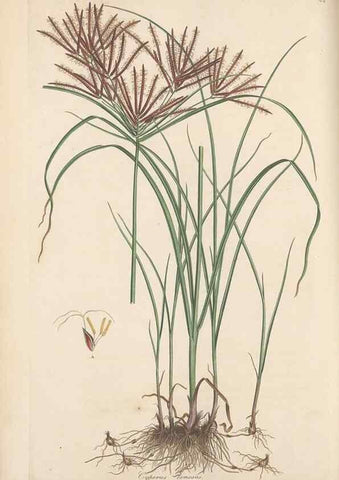 Reproducción/Reproduction 49556775281: Flora Graeca, sive, Plantarum rariorum historia, quas in provinciis aut insulis Graeciae /. Londini :Typis Richardi Taylor et socii, in Vico Shoe-Lane :MDCCCVI-MDCCCXL [1806-1840].. 