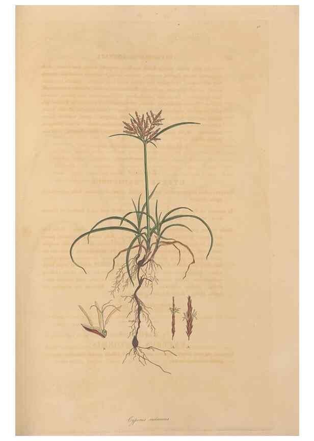 Reproducción/Reproduction 49556279263: Flora Graeca, sive, Plantarum rariorum historia, quas in provinciis aut insulis Graeciae /. Londini :Typis Richardi Taylor et socii, in Vico Shoe-Lane :MDCCCVI-MDCCCXL [1806-1840].. 