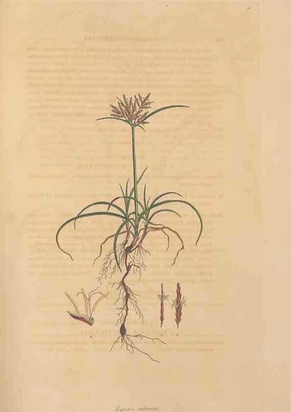 Reproducción/Reproduction 49556279263: Flora Graeca, sive, Plantarum rariorum historia, quas in provinciis aut insulis Graeciae /. Londini :Typis Richardi Taylor et socii, in Vico Shoe-Lane :MDCCCVI-MDCCCXL [1806-1840].. 