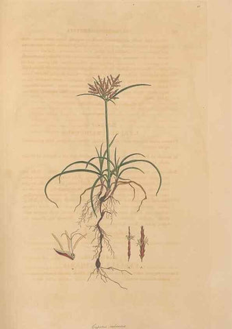 Reproducción/Reproduction 49556279263: Flora Graeca, sive, Plantarum rariorum historia, quas in provinciis aut insulis Graeciae /. Londini :Typis Richardi Taylor et socii, in Vico Shoe-Lane :MDCCCVI-MDCCCXL [1806-1840].. 