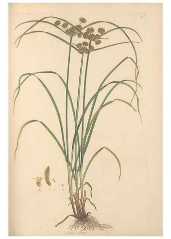 Reproducción/Reproduction 49557013017: Flora Graeca, sive, Plantarum rariorum historia, quas in provinciis aut insulis Graeciae /. Londini :Typis Richardi Taylor et socii, in Vico Shoe-Lane :MDCCCVI-MDCCCXL [1806-1840].. 