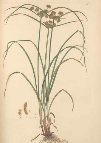 Reproducción/Reproduction 49557013017: Flora Graeca, sive, Plantarum rariorum historia, quas in provinciis aut insulis Graeciae /. Londini :Typis Richardi Taylor et socii, in Vico Shoe-Lane :MDCCCVI-MDCCCXL [1806-1840].. 