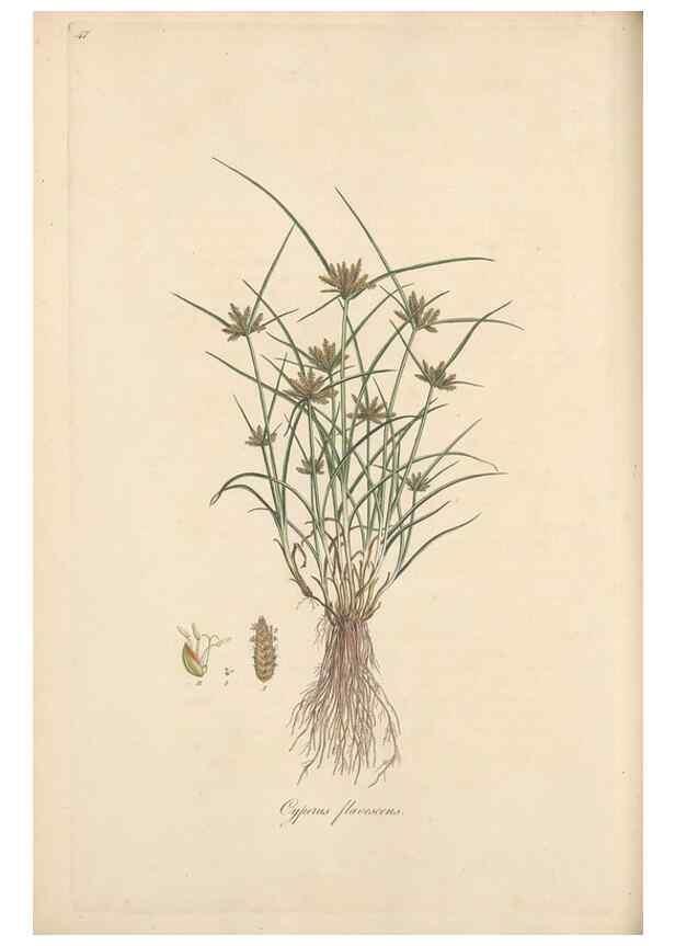 Reproducción/Reproduction 49556776096: Flora Graeca, sive, Plantarum rariorum historia, quas in provinciis aut insulis Graeciae /. Londini :Typis Richardi Taylor et socii, in Vico Shoe-Lane :MDCCCVI-MDCCCXL [1806-1840].. 