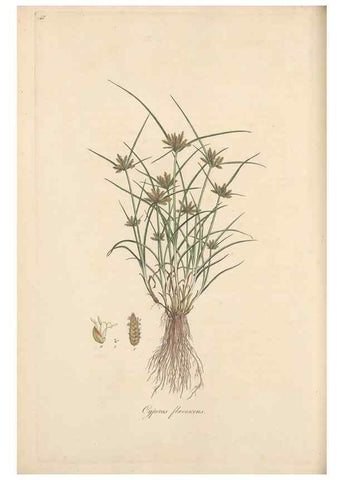 Reproducción/Reproduction 49556776096: Flora Graeca, sive, Plantarum rariorum historia, quas in provinciis aut insulis Graeciae /. Londini :Typis Richardi Taylor et socii, in Vico Shoe-Lane :MDCCCVI-MDCCCXL [1806-1840].. 