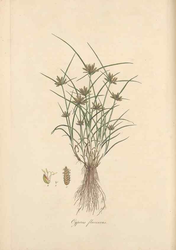 Reproducción/Reproduction 49556776096: Flora Graeca, sive, Plantarum rariorum historia, quas in provinciis aut insulis Graeciae /. Londini :Typis Richardi Taylor et socii, in Vico Shoe-Lane :MDCCCVI-MDCCCXL [1806-1840].. 